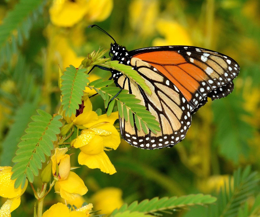 300 Yellow Partridge Pea Seeds - Chamaecrista Fasciculata Flower - Image 1