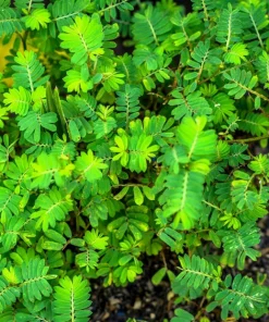 300 Yellow Partridge Pea Seeds - Chamaecrista Fasciculata Flower - Image 7