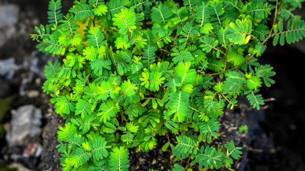 300 Yellow Partridge Pea Seeds - Chamaecrista Fasciculata Flower - Image 7