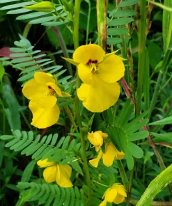 300 Yellow Partridge Pea Seeds - Chamaecrista Fasciculata Flower - Image 8