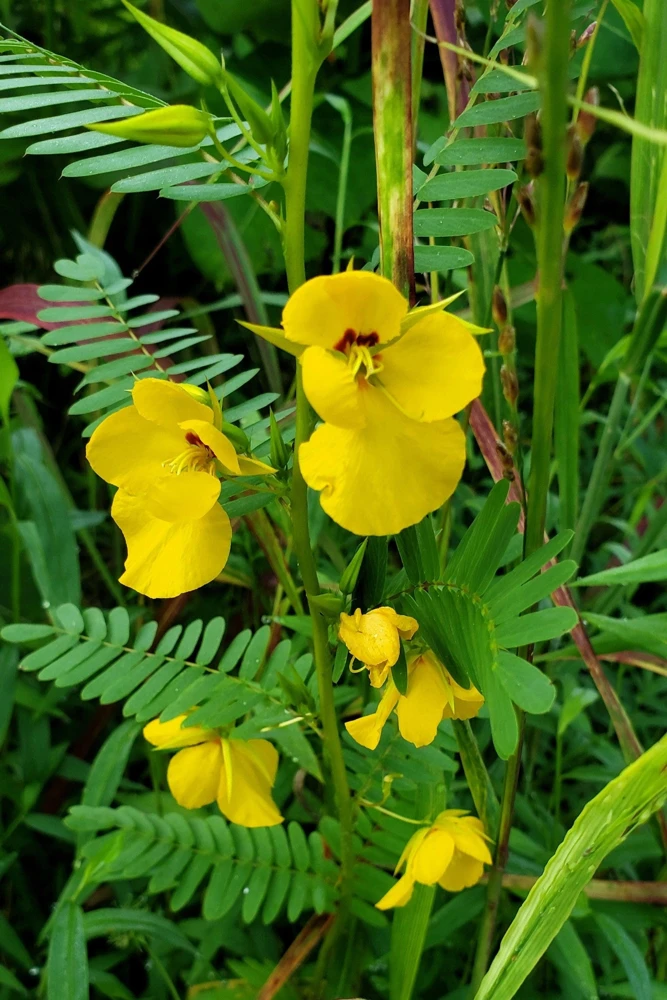 300 Yellow Partridge Pea Seeds - Chamaecrista Fasciculata Flower - Image 8