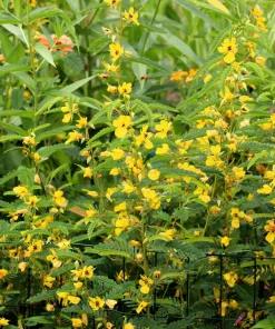 300 Yellow Partridge Pea Seeds - Chamaecrista Fasciculata Flower - Image 9