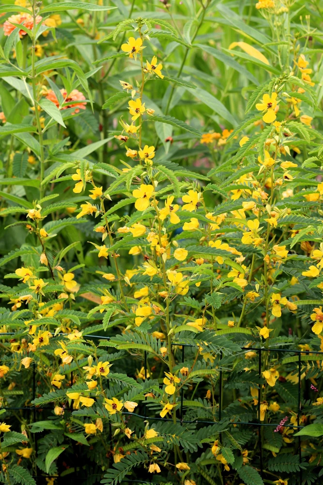 300 Yellow Partridge Pea Seeds - Chamaecrista Fasciculata Flower - Image 9