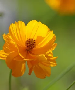 300 Yellow Sulphur Cosmos Bipinnatus Flower Seeds - Easy Grow, 24-36" Tall - Image 2