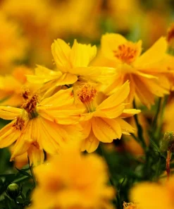 300 Yellow Sulphur Cosmos Bipinnatus Flower Seeds - Easy Grow, 24-36