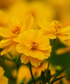 300 Yellow Sulphur Cosmos Bipinnatus Flower Seeds - Easy Grow, 24-36