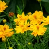 300 Yellow Sulphur Cosmos Bipinnatus Flower Seeds - Easy Grow, 24-36" Tall - Image 1