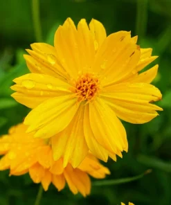 300 Yellow Sulphur Cosmos Bipinnatus Flower Seeds - Easy Grow, 24-36