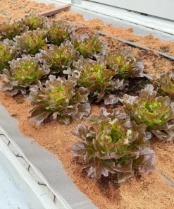 3000 Cimmaron Red Romaine Lettuce Seeds - Heirloom Vegetable for Garden - Image 2