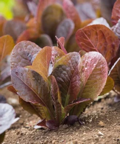 3000 Cimmaron Red Romaine Lettuce Seeds - Heirloom Vegetable for Garden - Image 3