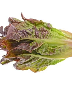 3000 Cimmaron Red Romaine Lettuce Seeds - Heirloom Vegetable for Garden - Image 4