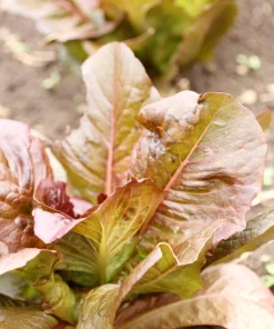 3000 Cimmaron Red Romaine Lettuce Seeds - Heirloom Vegetable for Garden - Image 5
