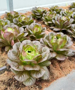3000 Cimmaron Red Romaine Lettuce Seeds - Heirloom Vegetable for Garden - Image 1