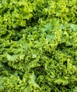 3000 Southern Giant Curled Mustard Seeds – Vegetable Herb Seeds – Brassica Juncea - Image 2