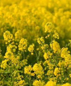 3000 Southern Giant Curled Mustard Seeds – Vegetable Herb Seeds – Brassica Juncea - Image 3