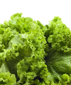 3000 Southern Giant Curled Mustard Seeds – Vegetable Herb Seeds – Brassica Juncea - Image 4