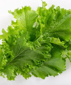 3000 Southern Giant Curled Mustard Seeds – Vegetable Herb Seeds – Brassica Juncea - Image 5