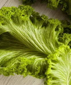 3000 Southern Giant Curled Mustard Seeds – Vegetable Herb Seeds – Brassica Juncea - Image 1