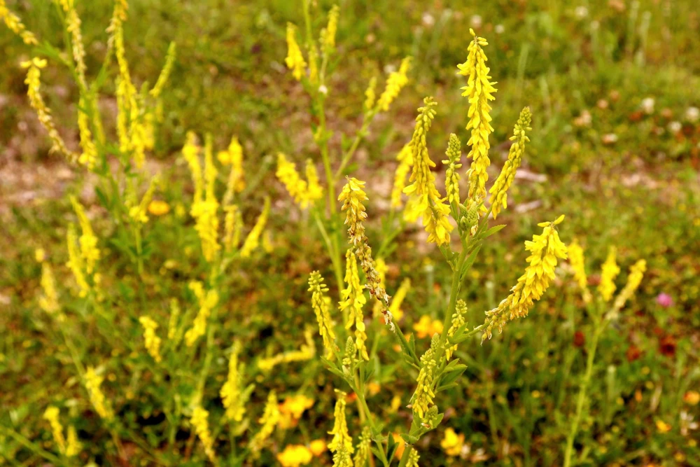 3000 Yellow Sweet Clover Seeds - Melilotus Officinalis Flower Seeds - Image 2