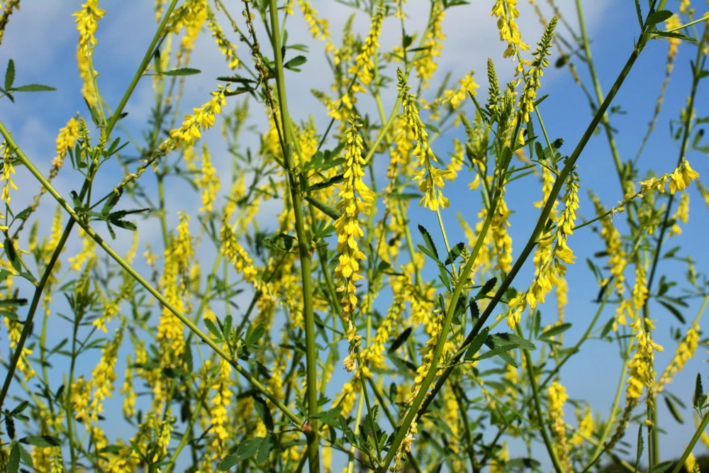 3000 Yellow Sweet Clover Seeds - Melilotus Officinalis Flower Seeds - Image 3