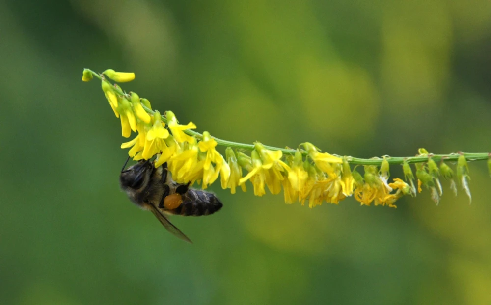3000 Yellow Sweet Clover Seeds - Melilotus Officinalis Flower Seeds - Image 4