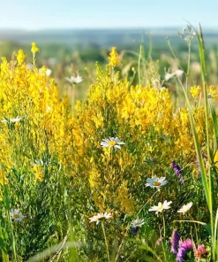 3000 Yellow Sweet Clover Seeds - Melilotus Officinalis Flower Seeds - Image 5