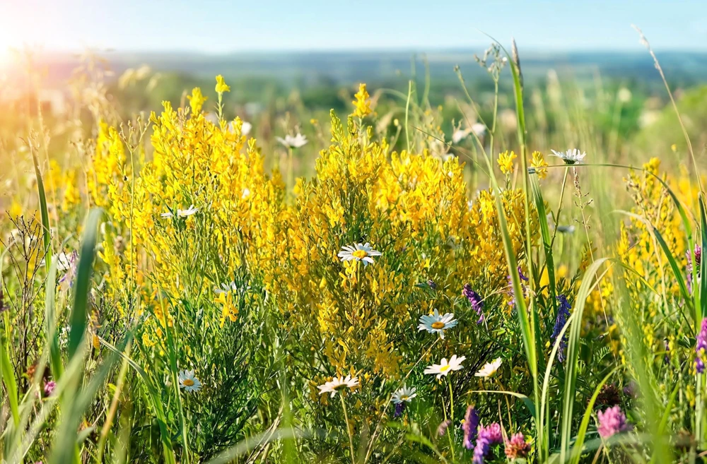 3000 Yellow Sweet Clover Seeds - Melilotus Officinalis Flower Seeds - Image 5