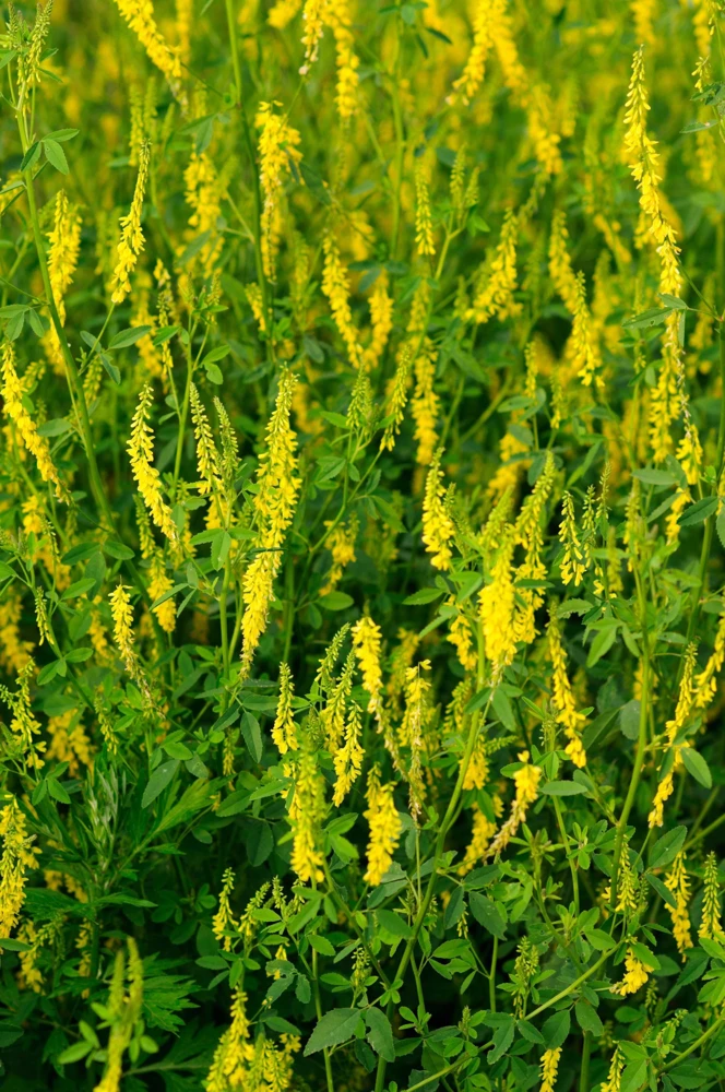 3000 Yellow Sweet Clover Seeds - Melilotus Officinalis Flower Seeds - Image 6