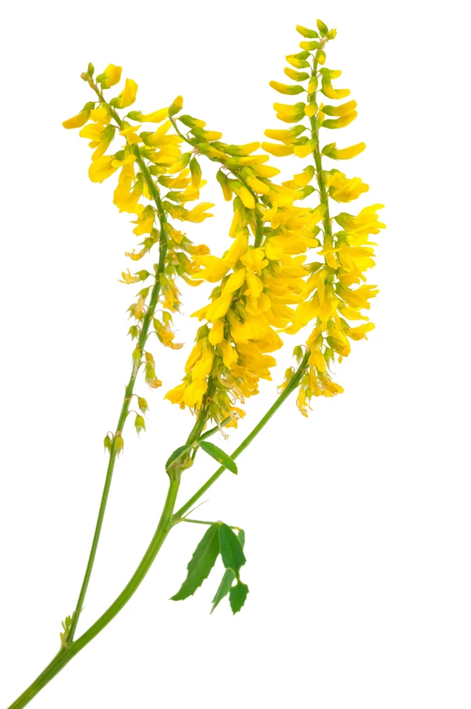 3000 Yellow Sweet Clover Seeds - Melilotus Officinalis Flower Seeds - Image 7