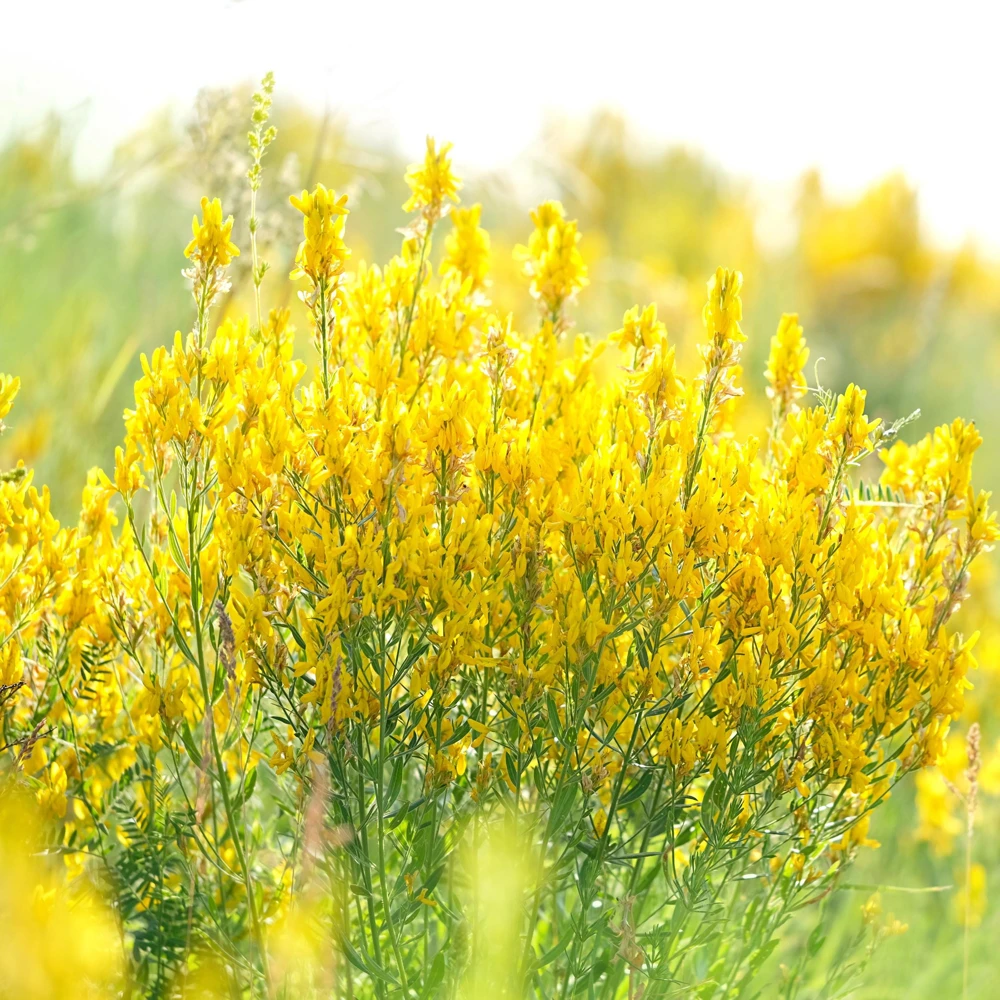 3000 Yellow Sweet Clover Seeds - Melilotus Officinalis Flower Seeds - Image 8