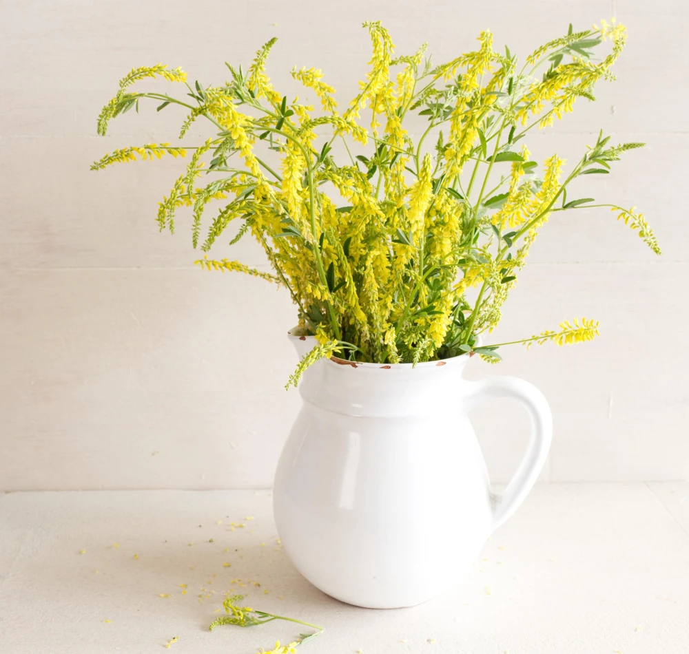 3000 Yellow Sweet Clover Seeds - Melilotus Officinalis Flower Seeds - Image 9