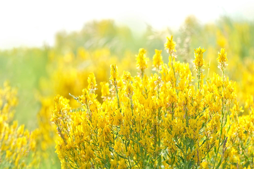 3000 Yellow Sweet Clover Seeds - Melilotus Officinalis Flower Seeds - Image 1