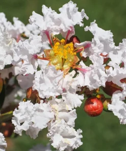 35 White Crepe Myrtle Seeds - Lagerstroemia Indica Flowering Shrub Bush Small Tree Seeds - Image 10