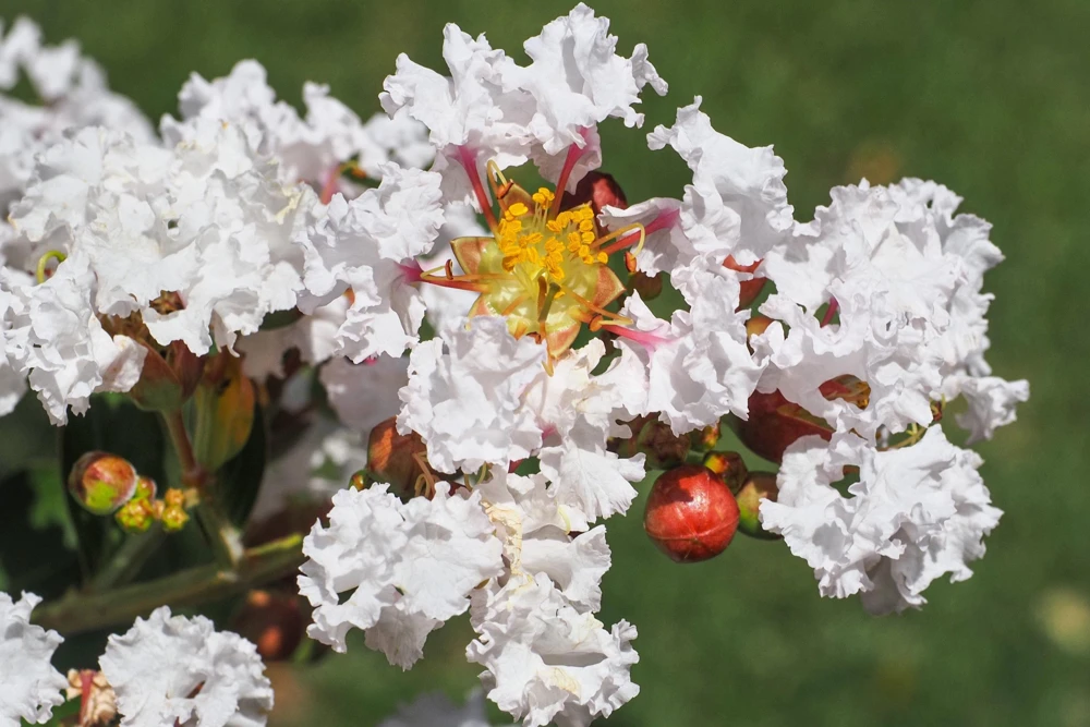 35 White Crepe Myrtle Seeds - Lagerstroemia Indica Flowering Shrub Bush Small Tree Seeds - Image 10