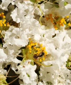 35 White Crepe Myrtle Seeds - Lagerstroemia Indica Flowering Shrub Bush Small Tree Seeds - Image 11