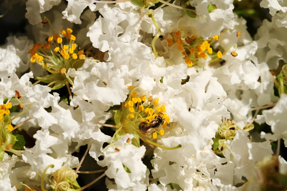 35 White Crepe Myrtle Seeds - Lagerstroemia Indica Flowering Shrub Bush Small Tree Seeds - Image 11