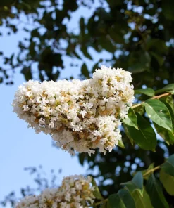 35 White Crepe Myrtle Seeds - Lagerstroemia Indica Flowering Shrub Bush Small Tree Seeds - Image 12