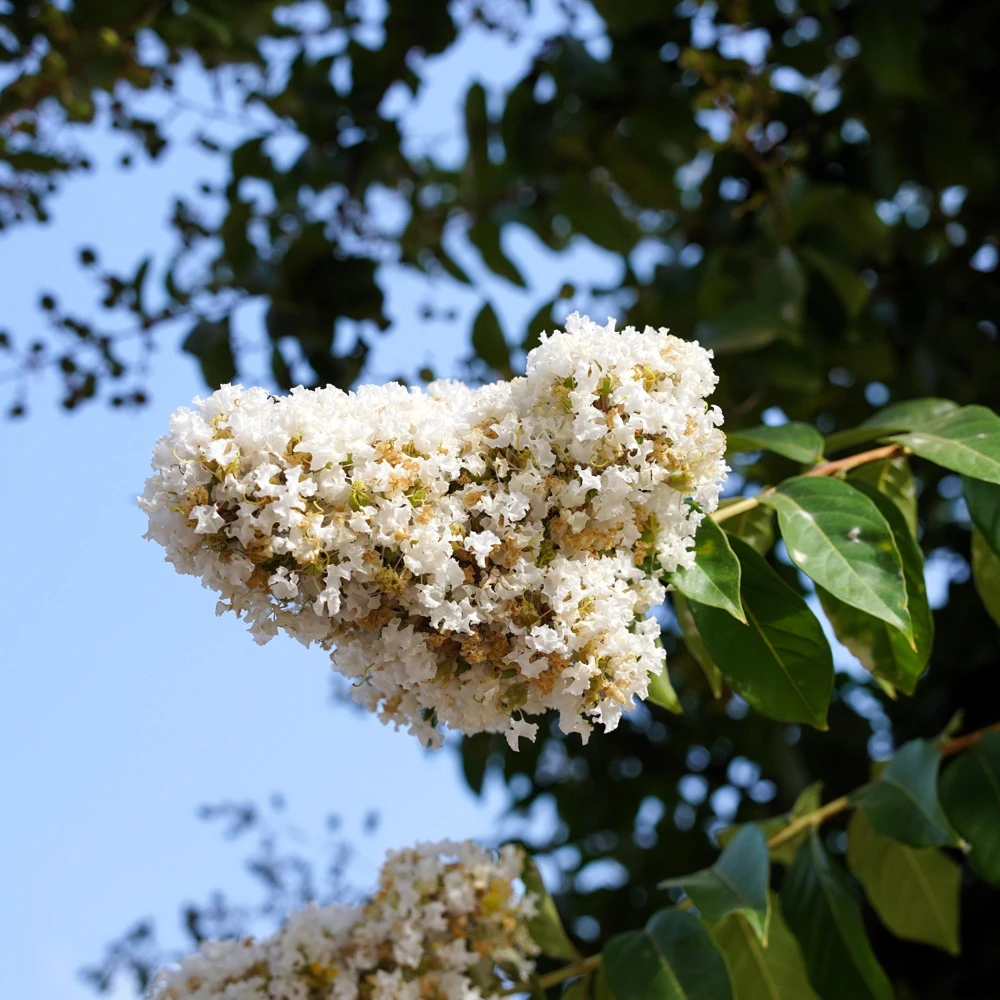 35 White Crepe Myrtle Seeds - Lagerstroemia Indica Flowering Shrub Bush Small Tree Seeds - Image 12