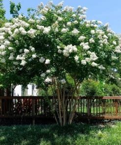 35 White Crepe Myrtle Seeds - Lagerstroemia Indica Flowering Shrub Bush Small Tree Seeds - Image 13