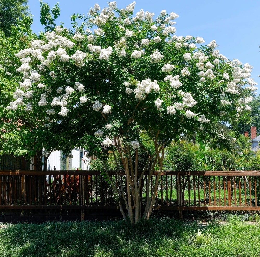 35 White Crepe Myrtle Seeds - Lagerstroemia Indica Flowering Shrub Bush Small Tree Seeds - Image 13