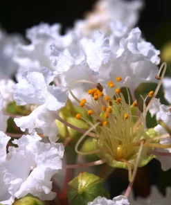 35 White Crepe Myrtle Seeds - Lagerstroemia Indica Flowering Shrub Bush Small Tree Seeds - Image 14
