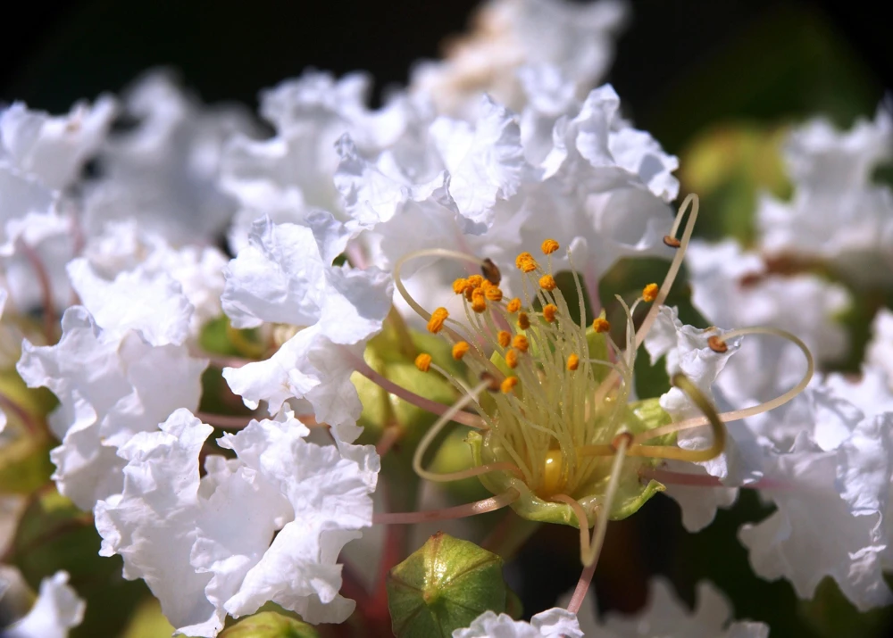 35 White Crepe Myrtle Seeds - Lagerstroemia Indica Flowering Shrub Bush Small Tree Seeds - Image 14