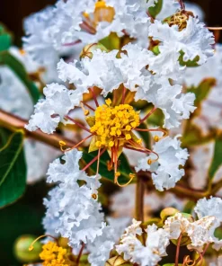 35 White Crepe Myrtle Seeds - Lagerstroemia Indica Flowering Shrub Bush Small Tree Seeds - Image 2