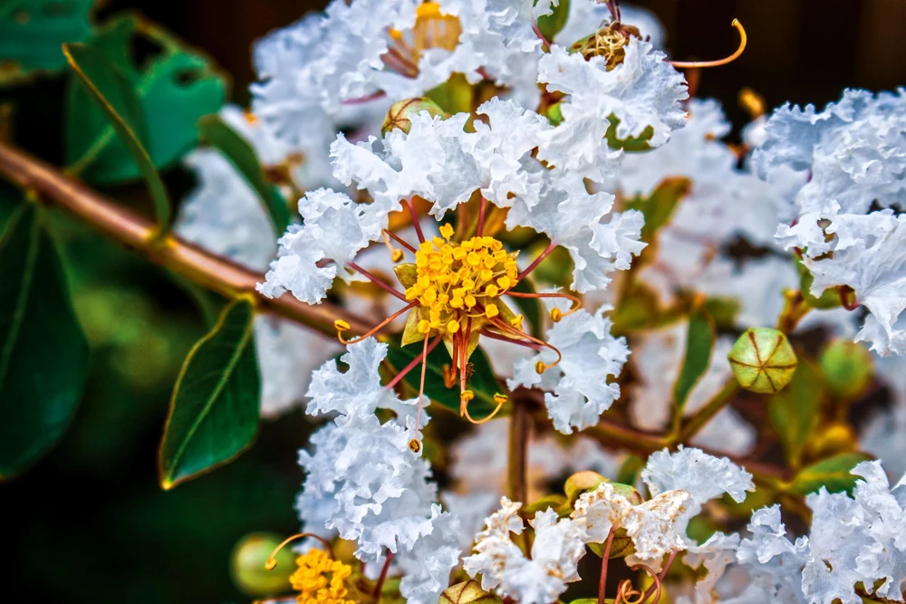 35 White Crepe Myrtle Seeds - Lagerstroemia Indica Flowering Shrub Bush Small Tree Seeds - Image 2
