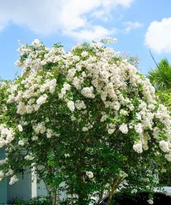 35 White Crepe Myrtle Seeds - Lagerstroemia Indica Flowering Shrub Bush Small Tree Seeds - Image 3