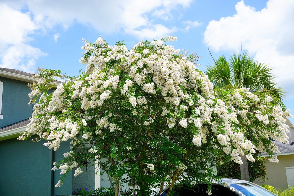 35 White Crepe Myrtle Seeds - Lagerstroemia Indica Flowering Shrub Bush Small Tree Seeds - Image 3