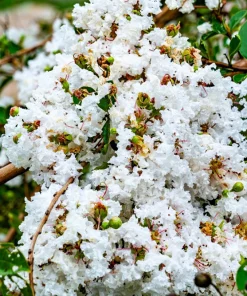 35 White Crepe Myrtle Seeds - Lagerstroemia Indica Flowering Shrub Bush Small Tree Seeds - Image 4