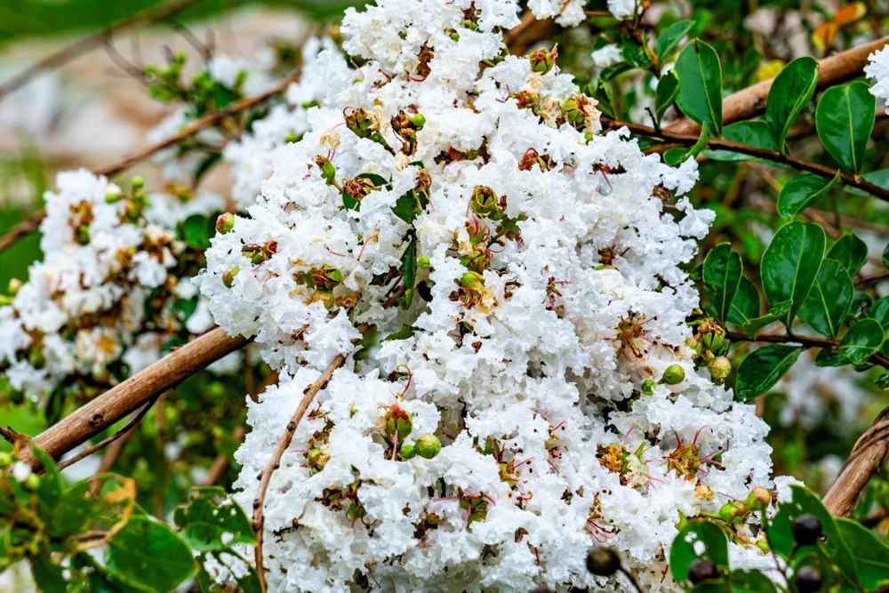 35 White Crepe Myrtle Seeds - Lagerstroemia Indica Flowering Shrub Bush Small Tree Seeds - Image 4