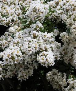 35 White Crepe Myrtle Seeds - Lagerstroemia Indica Flowering Shrub Bush Small Tree Seeds - Image 5