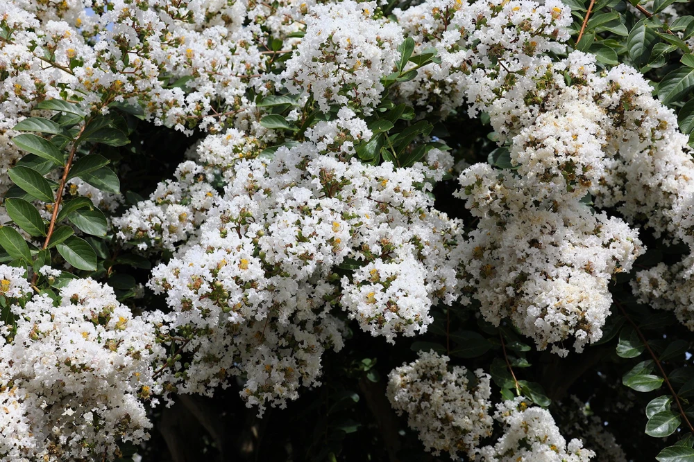 35 White Crepe Myrtle Seeds - Lagerstroemia Indica Flowering Shrub Bush Small Tree Seeds - Image 5